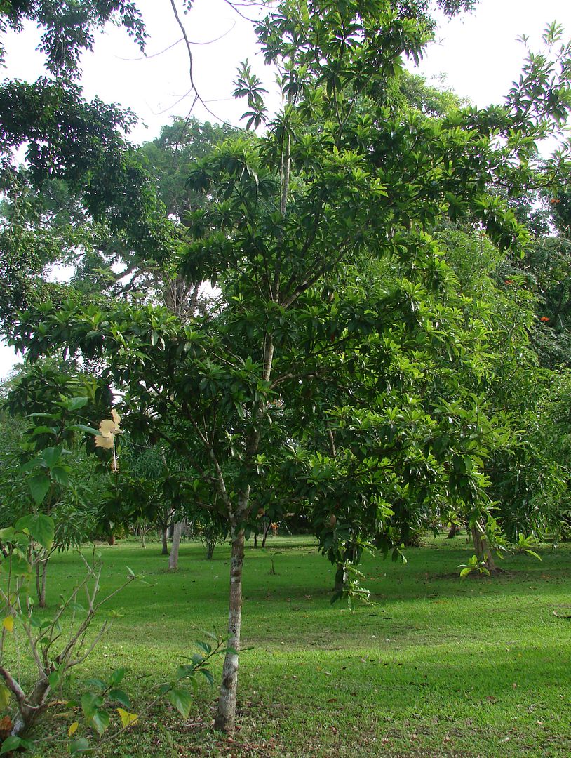 Purple Star Apple Tree is a beautiful tree that can grow to 80 ft.