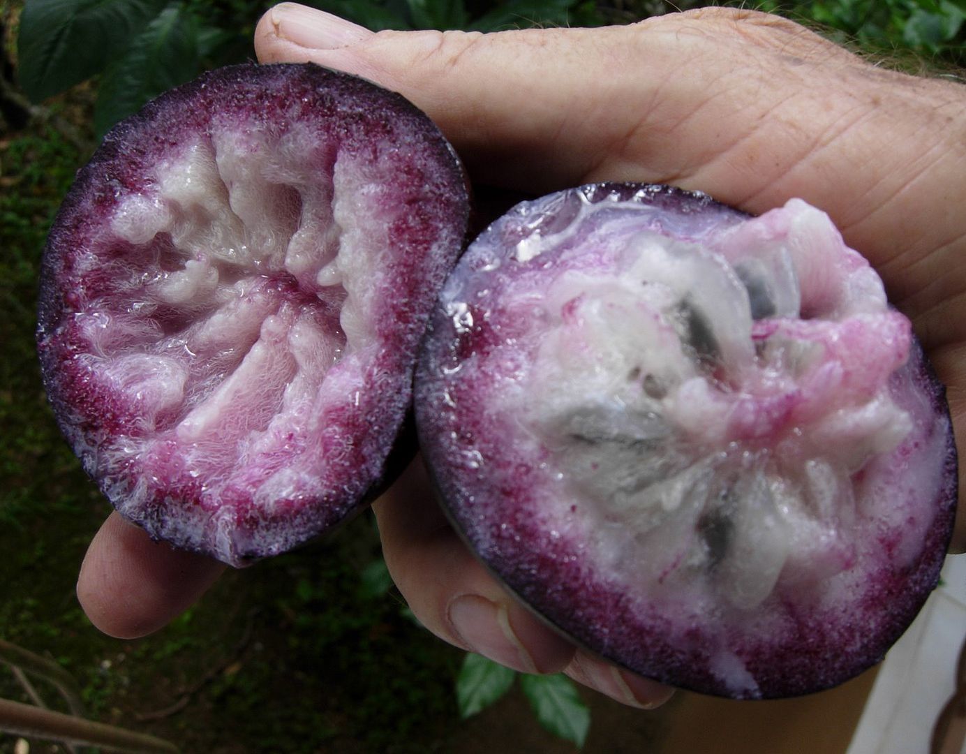 Purple Star Apple fruit has sweet clear light purplish whitish flesh that surrounds large black seeds.
Chrysophyllum cainito