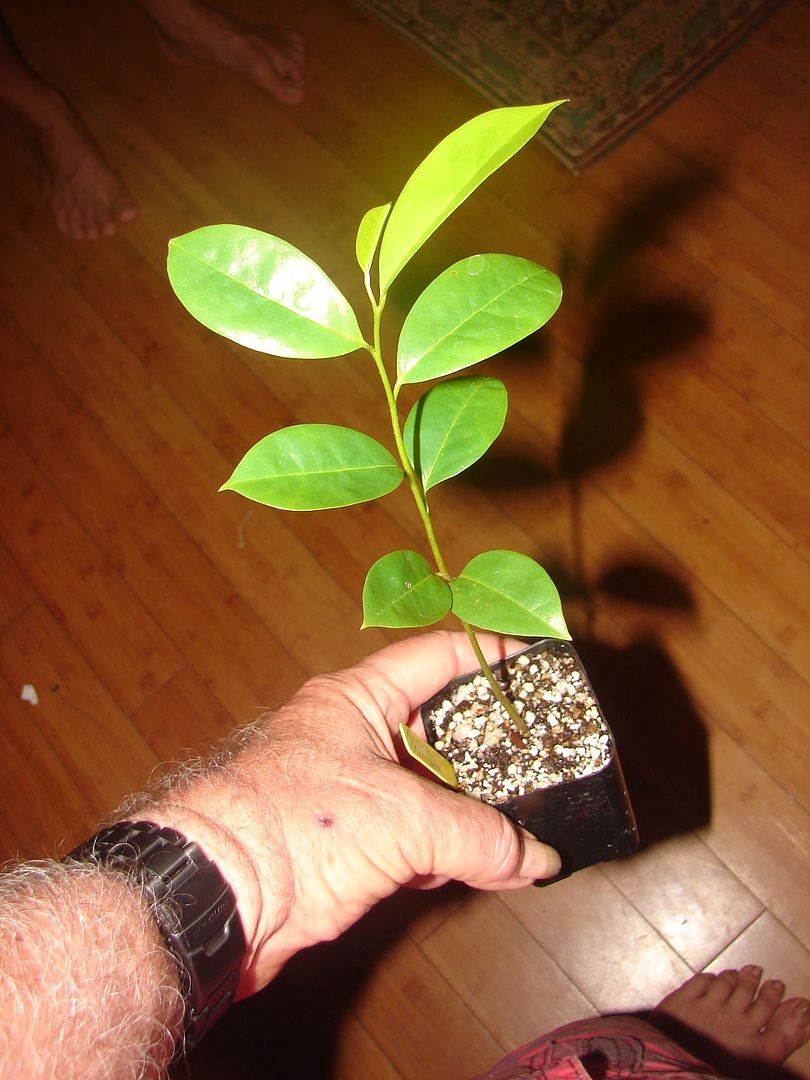 Soursop seedlings offered for sale.
Annona muricata