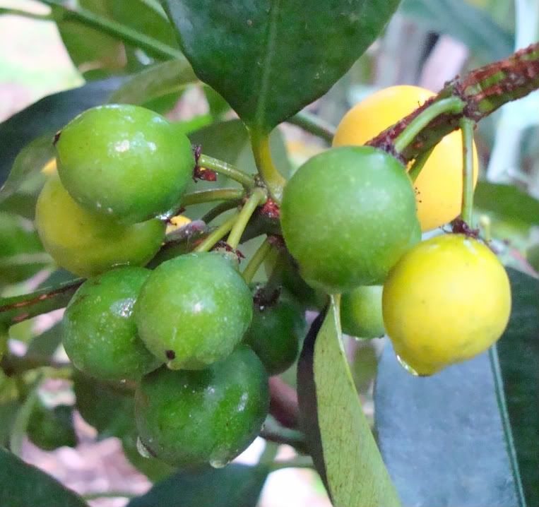 Garcinia intermedia Fruits