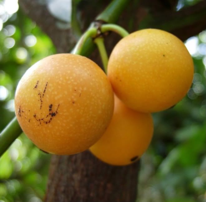 The Lemon Drop Mangosteen tree is an attractive ornamental, especially when in fruit. 