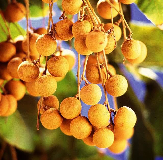 Dimocarpus longan fruits