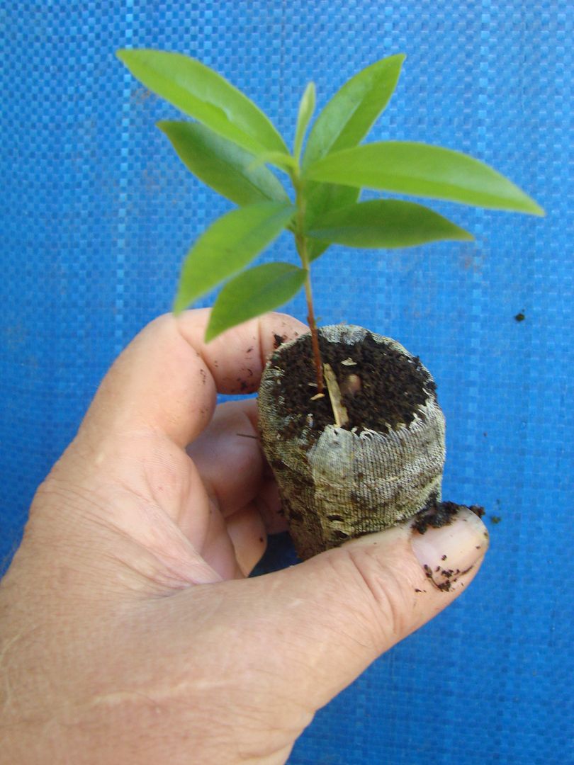 Purple Star Apple seedling