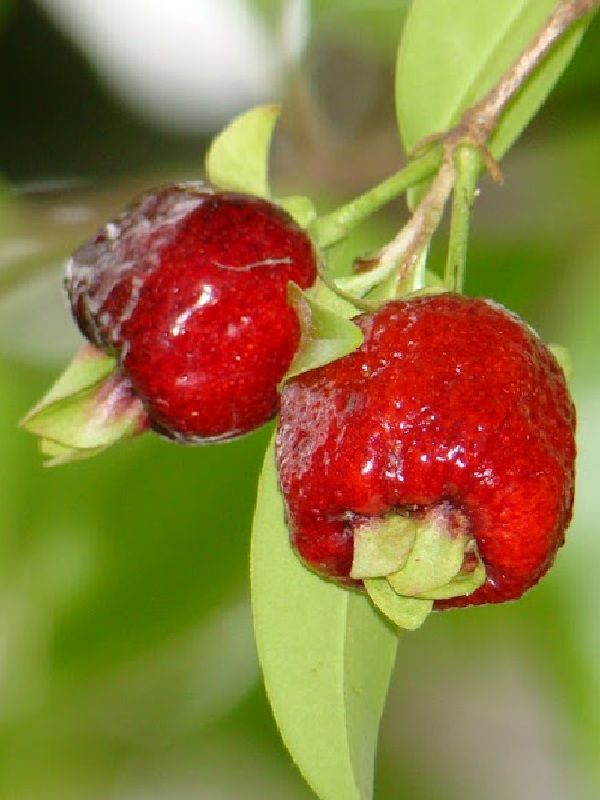 Cherry of the Rio Grande