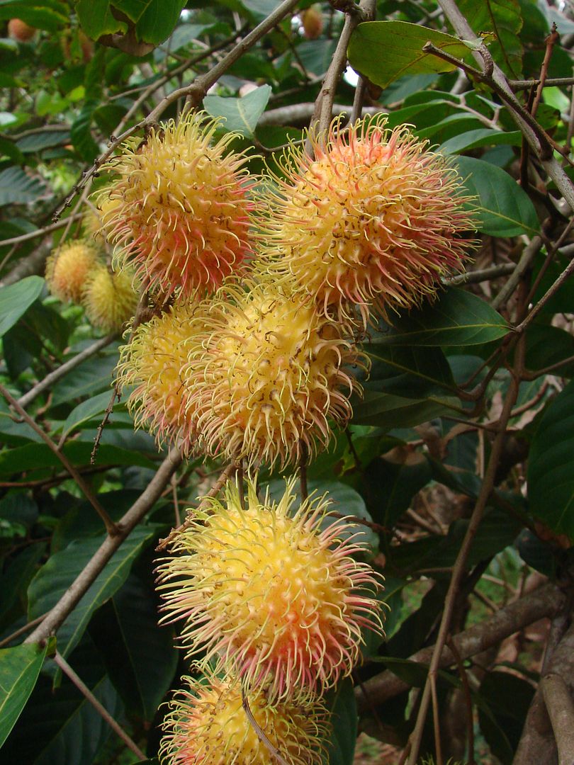 This striking fruit may be greenish yellow, orange or crimson.