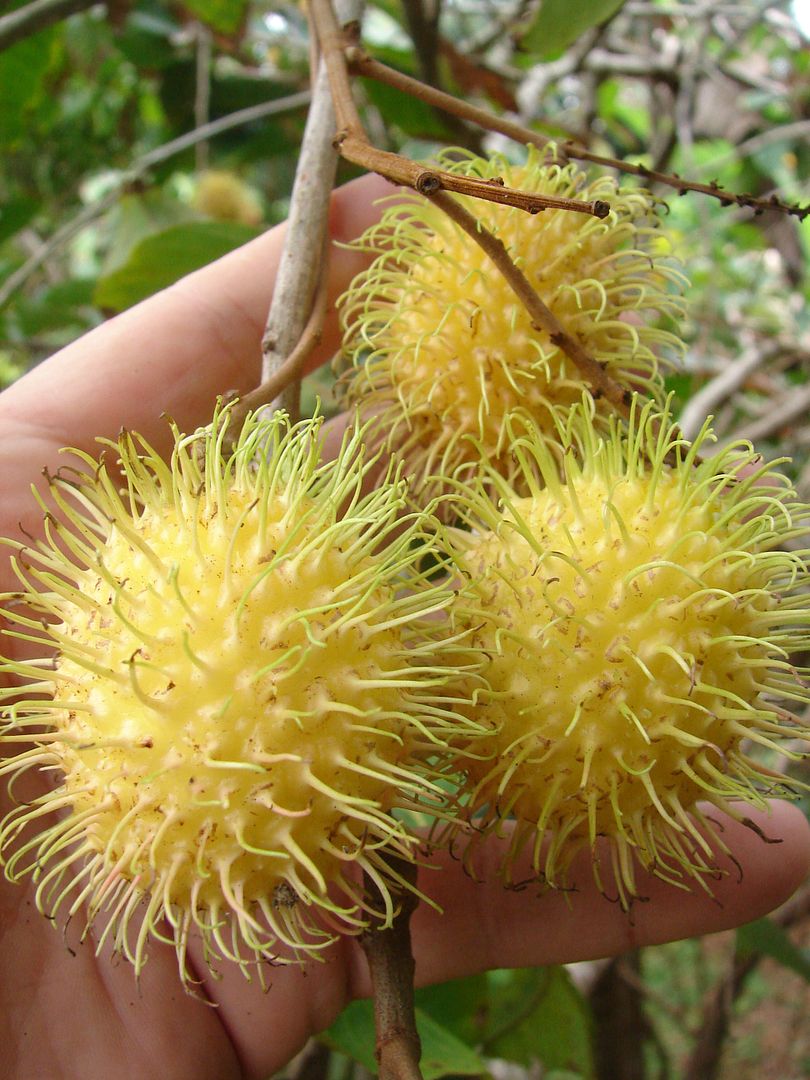 Prized for its exceptional juicy-sweet texture, Rambutan gading flavor is really quite subtle.