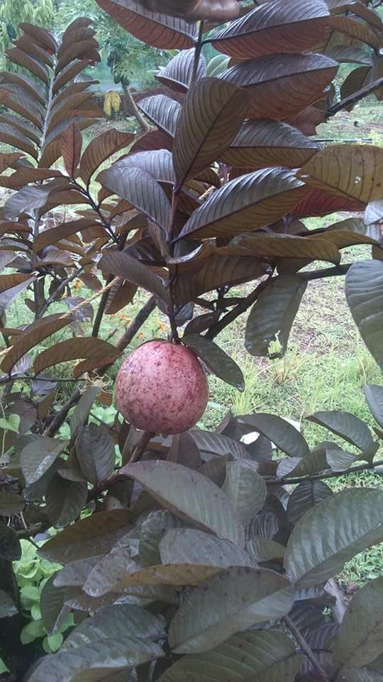 Thai Maroon Guava