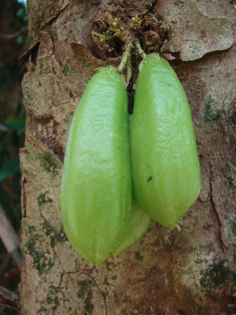 Averrhoa bilimbi