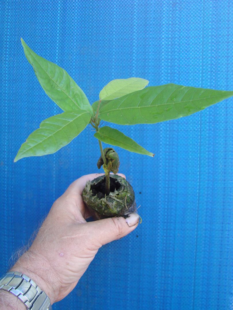 similar Cacao Seedling up for Auction