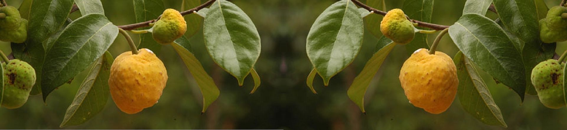 Artocarpus hypargyraeus