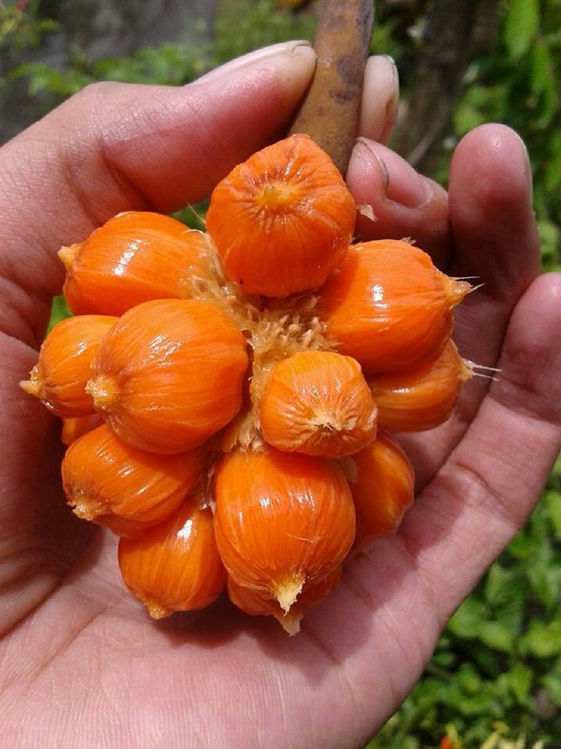 Keledang    Artocarpus lanceifolius