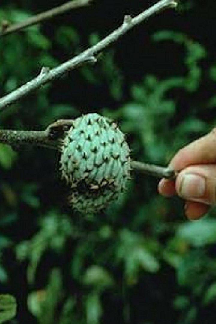 Anon Cimarron (Annona hypoglauca)