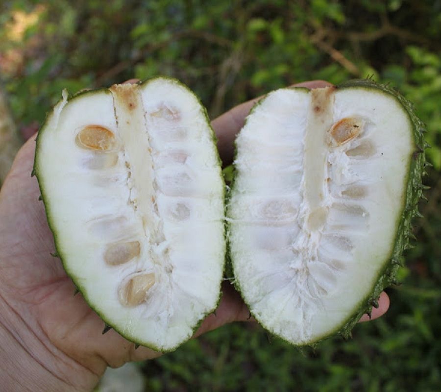 Bolivian Guanabana