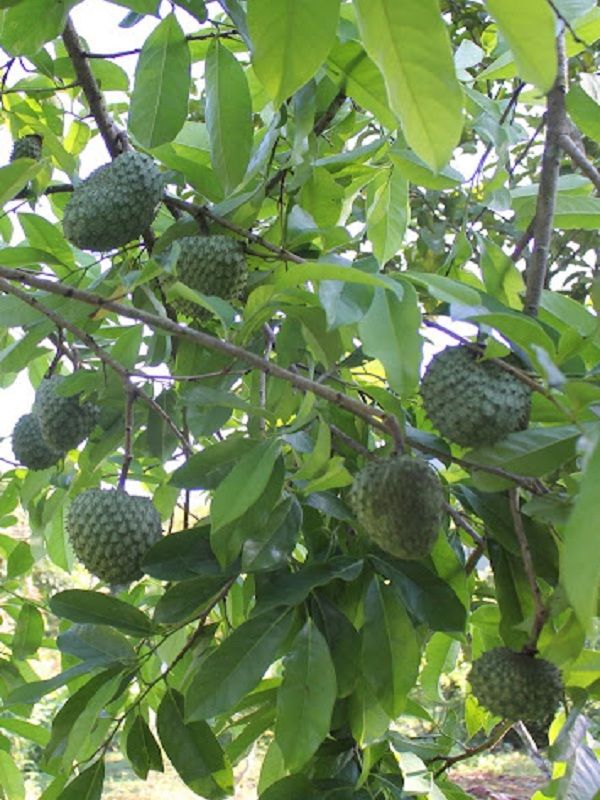 Bolivian Guanabana