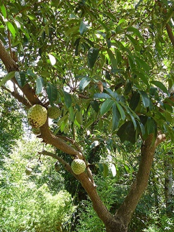 Bolivian Guanabana