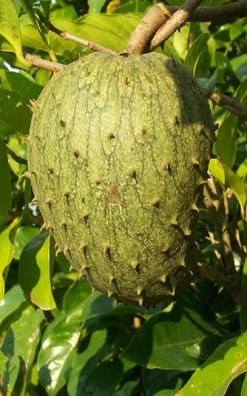 Bolivian Guanabana
Annona montana