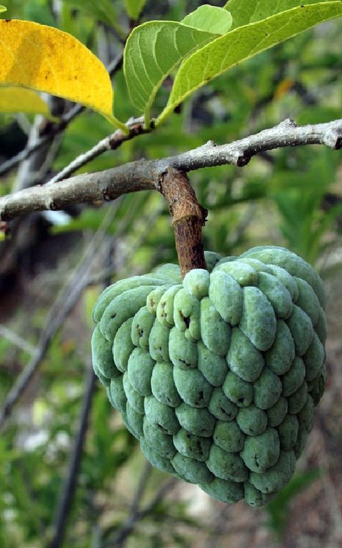 Atis   Sugar Apple   Annona Squamosa