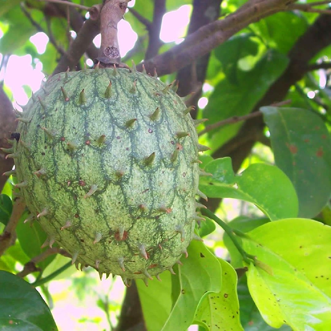 Bolivian Guanabana