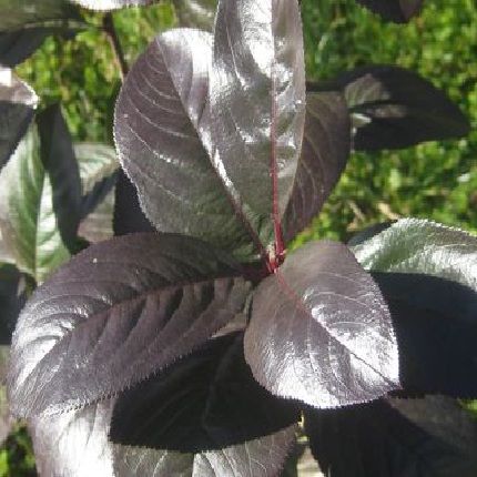Black Chokeberry
	Aronia melanocarpa
