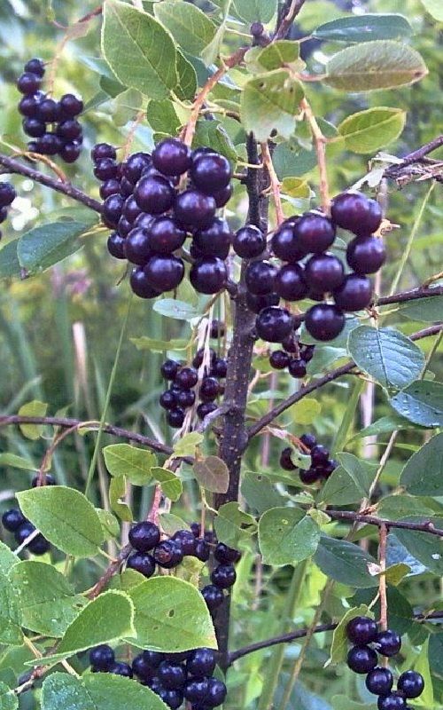 Black Chokeberry
    Aronia melanocarpa