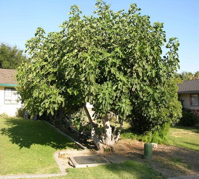 Ficus carica cv Black Mission Fig Tree