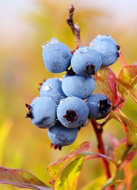 'EMERALD' BLUEBERRY Hybrid Southern HighBusH LIVE Plant eBay