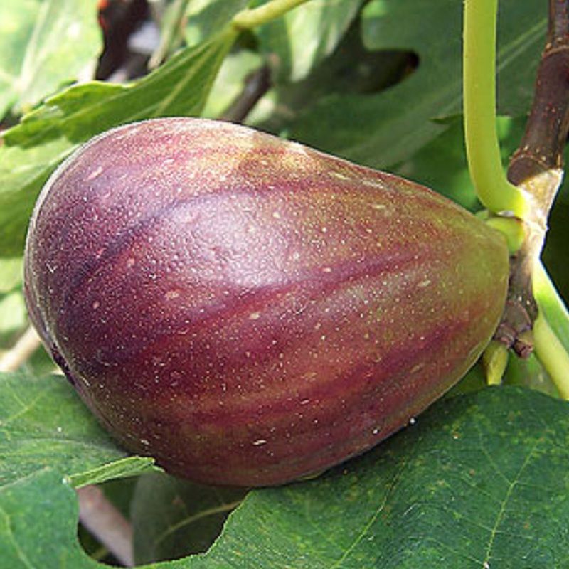 COLD HARDY BROWN TURKEY FIG Fruit Tree 'TX Everbearing' eBay