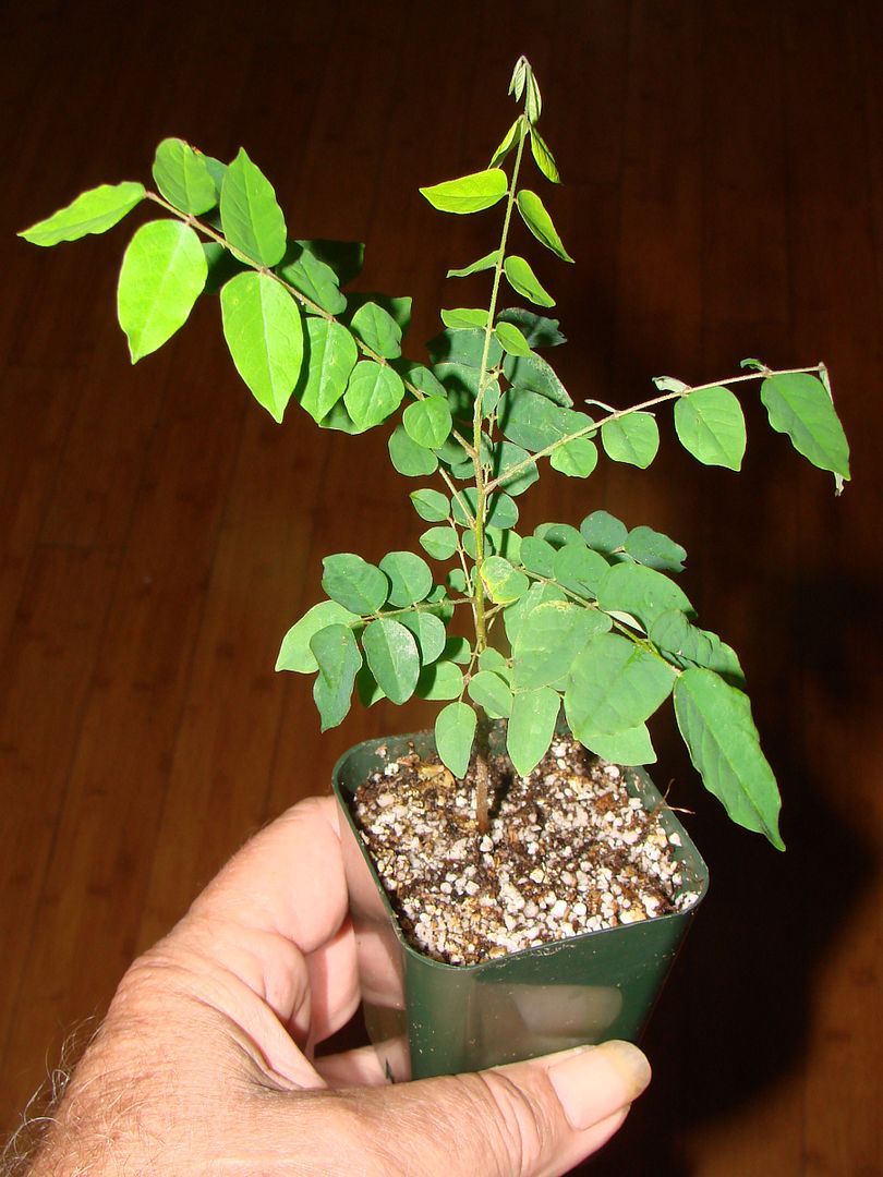 Carambola seedling offered for sale