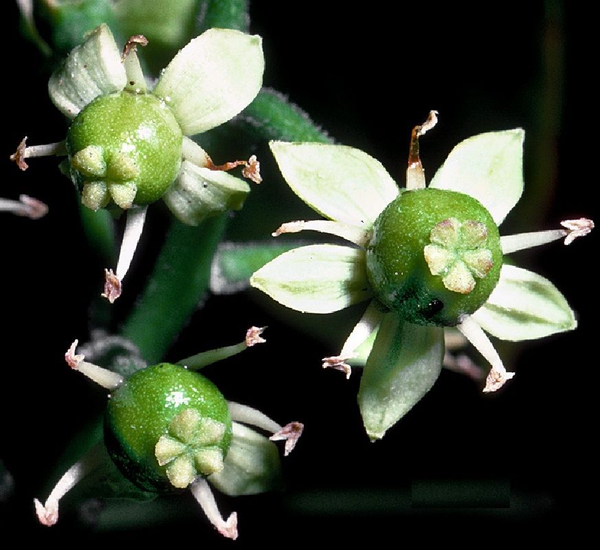 White Sapote