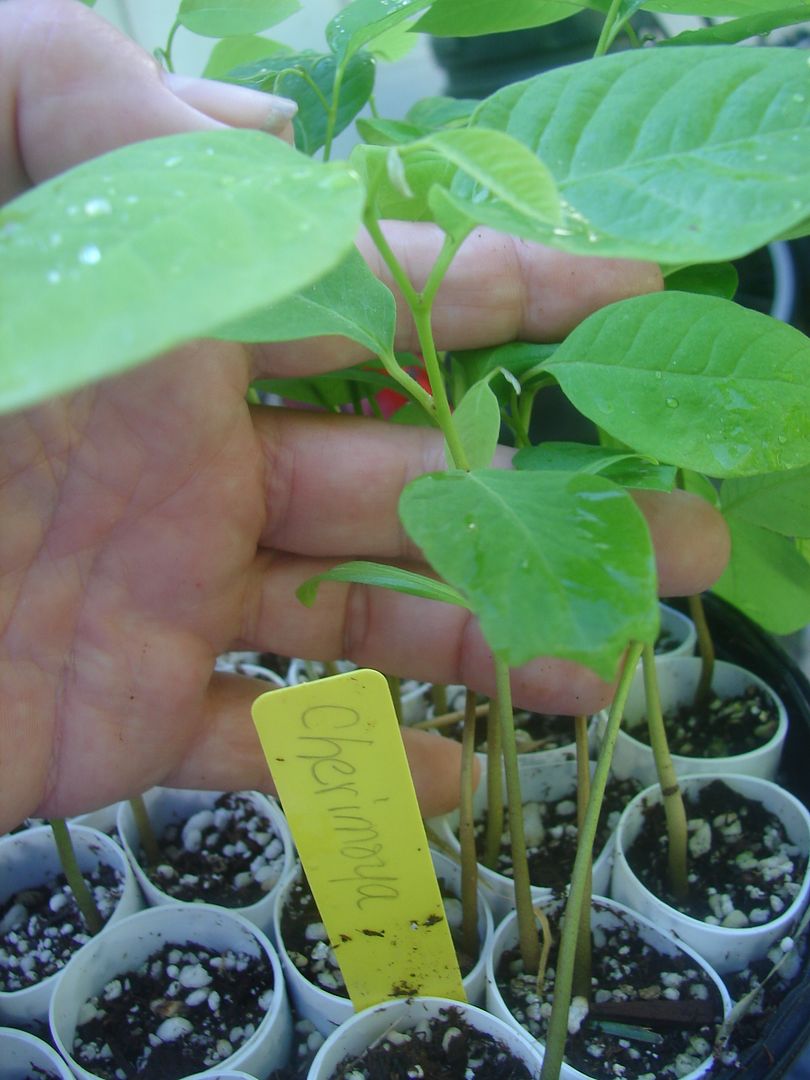 Similar Cherimoya seedling for dale