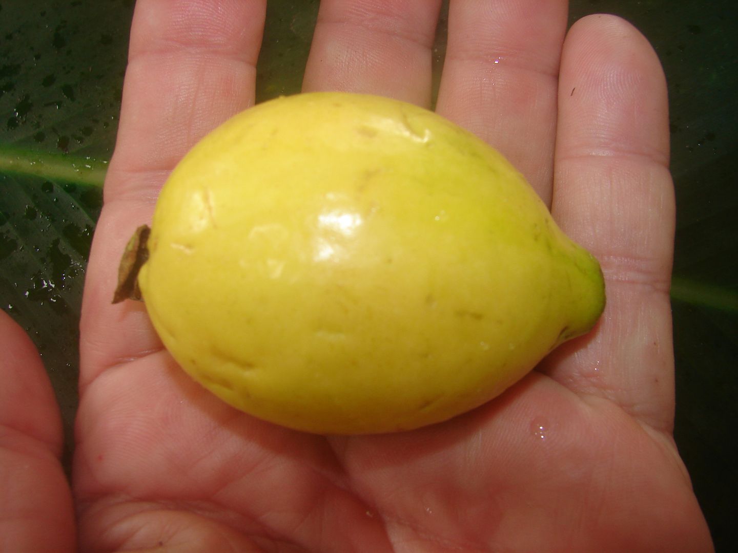 Guavasteen
Acca sellowiana