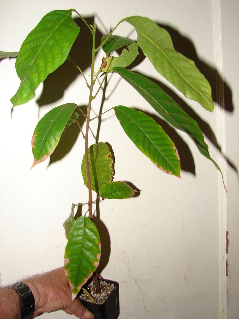 similar Cacao Seedling up for Auction