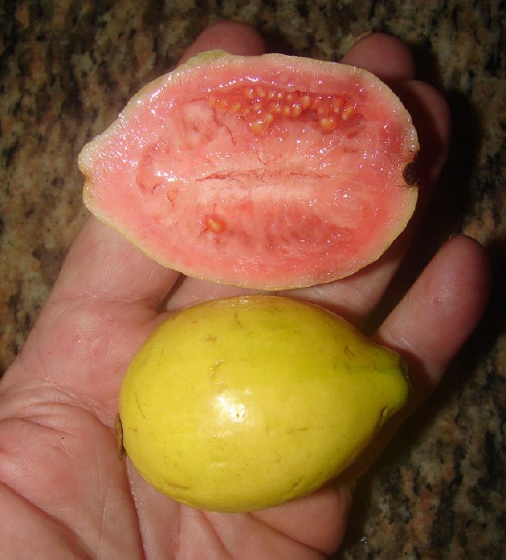 Guavasteen
Acca sellowiana