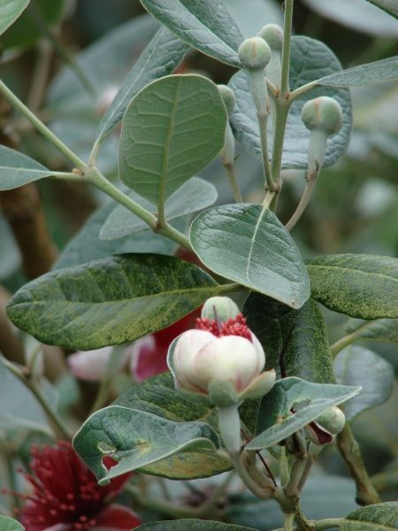 Guavasteen
Acca sellowiana