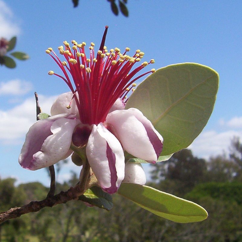 Guavasteen
Acca sellowiana