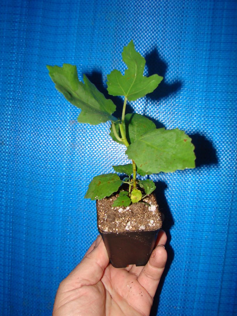 Ficus carica Yellow Long Neck Figs