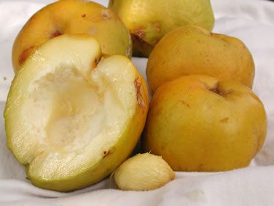 White Sapote