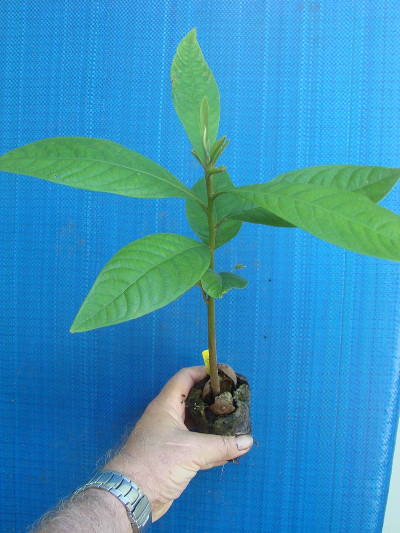 Green Sapote
Pouteria viridis