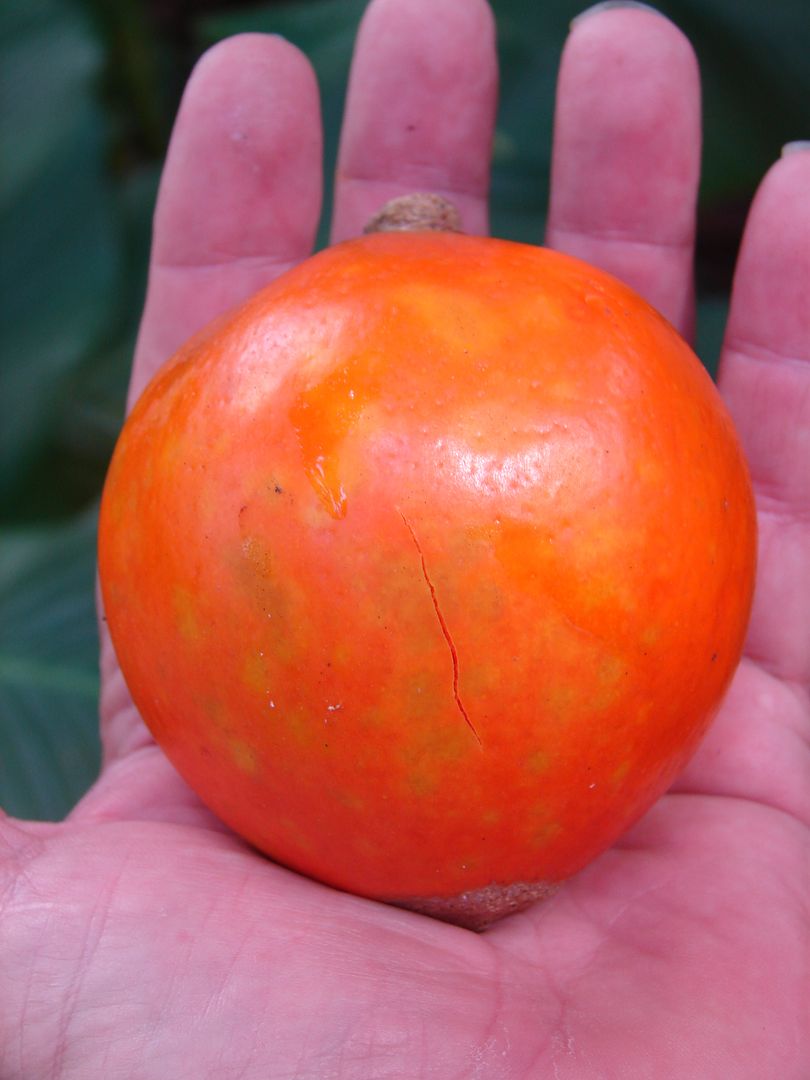 Green Sapote 