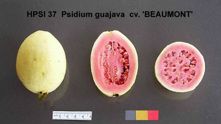 Beaumont Pink Guava