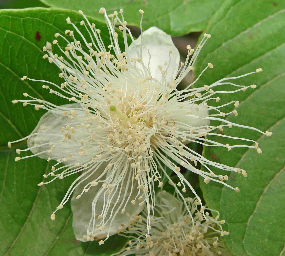 Tropical Guava Flower