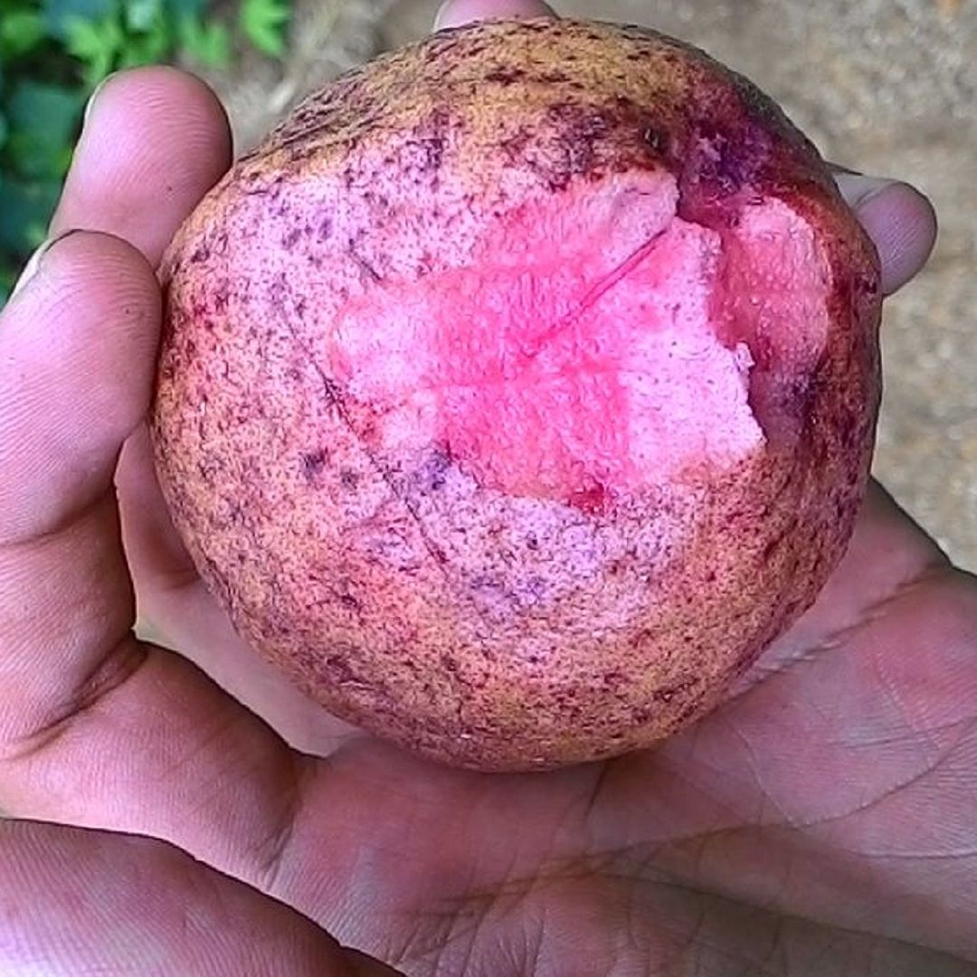 Thai Maroon Guava