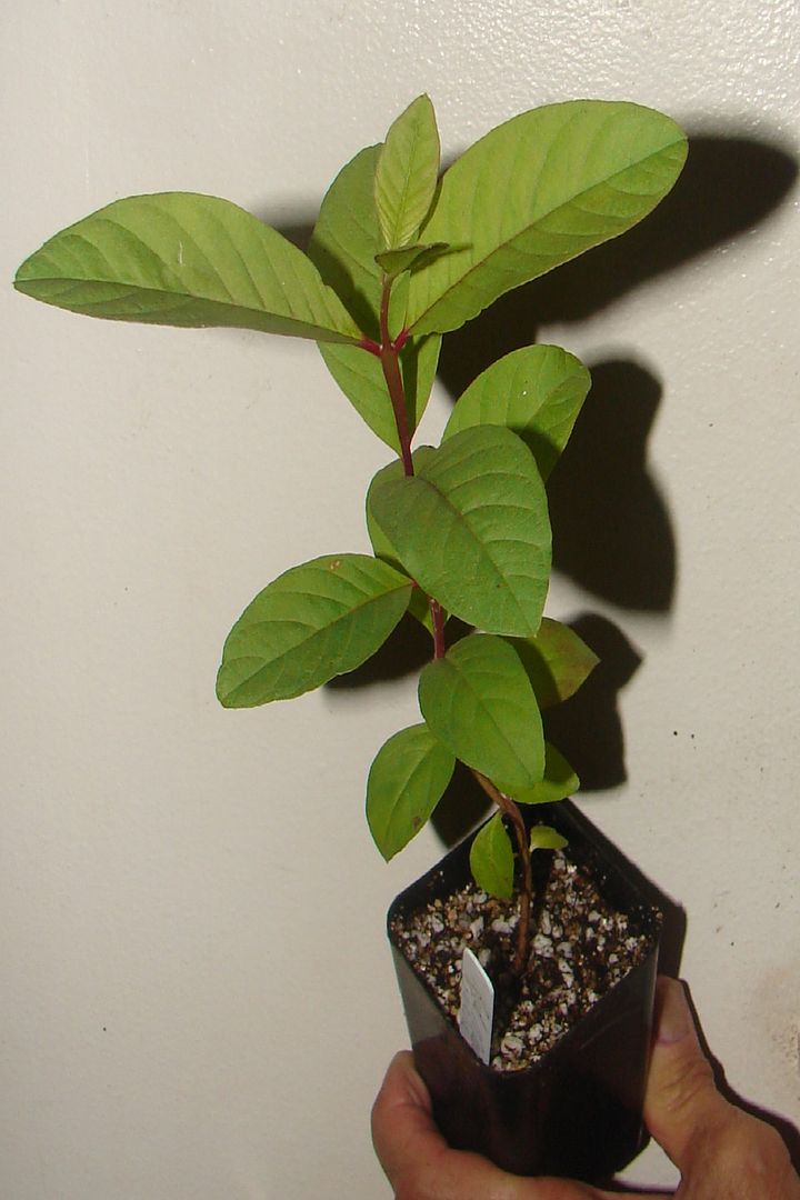 Thai Maroon Guava