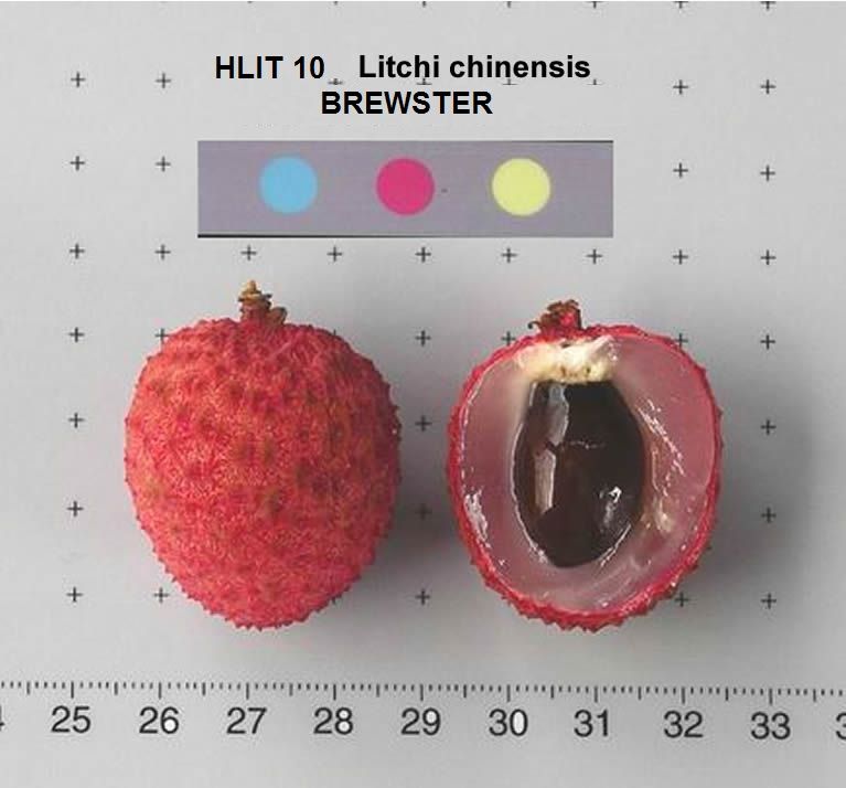 Lychee fruits in Gorgeous Color