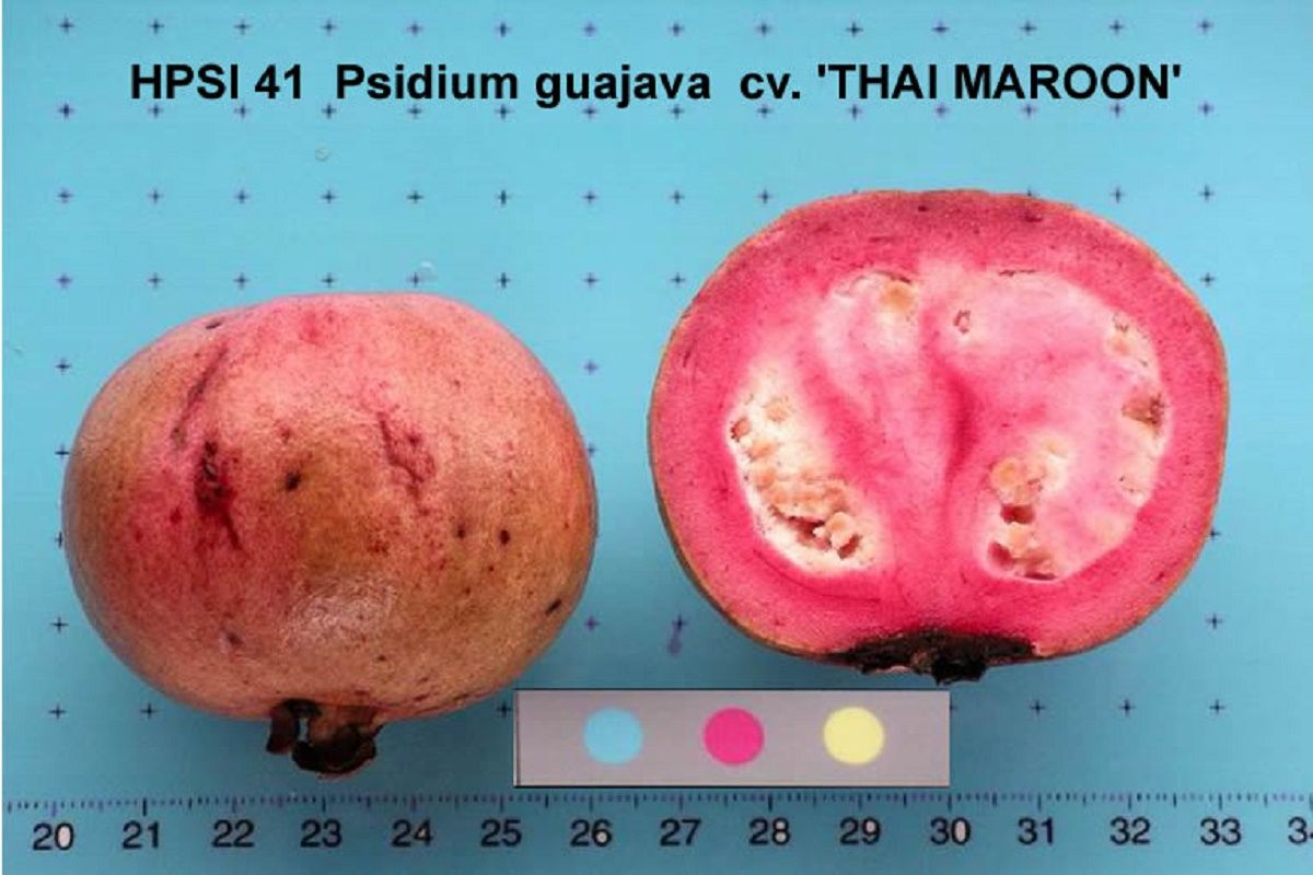 Thai Maroon Guava