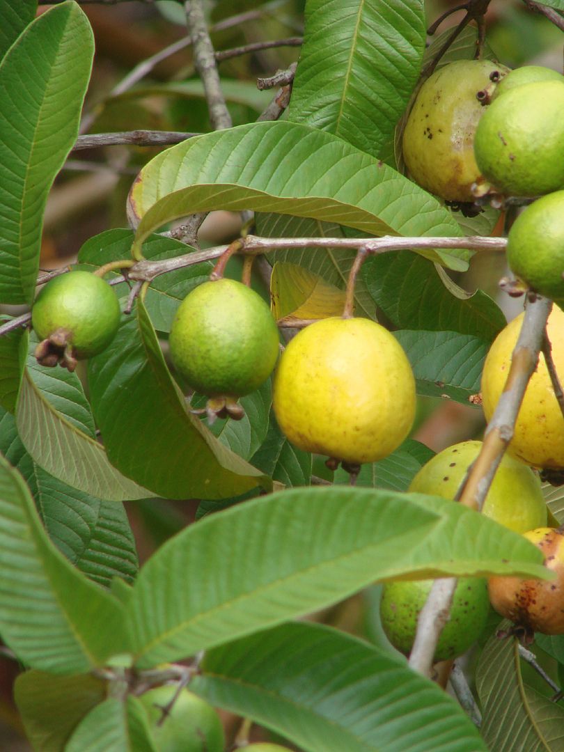 Tropical Guava Psidium Guajava Hawaii Kuawa Goiaba Live Rare Fruit Tree 