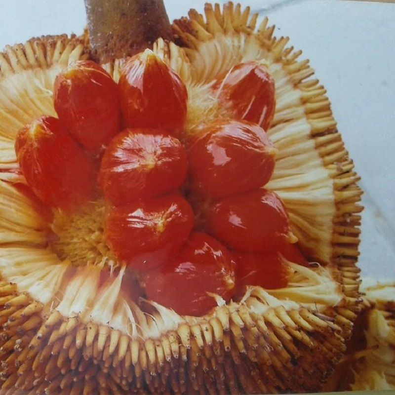 Keledang    Artocarpus lanceifolius