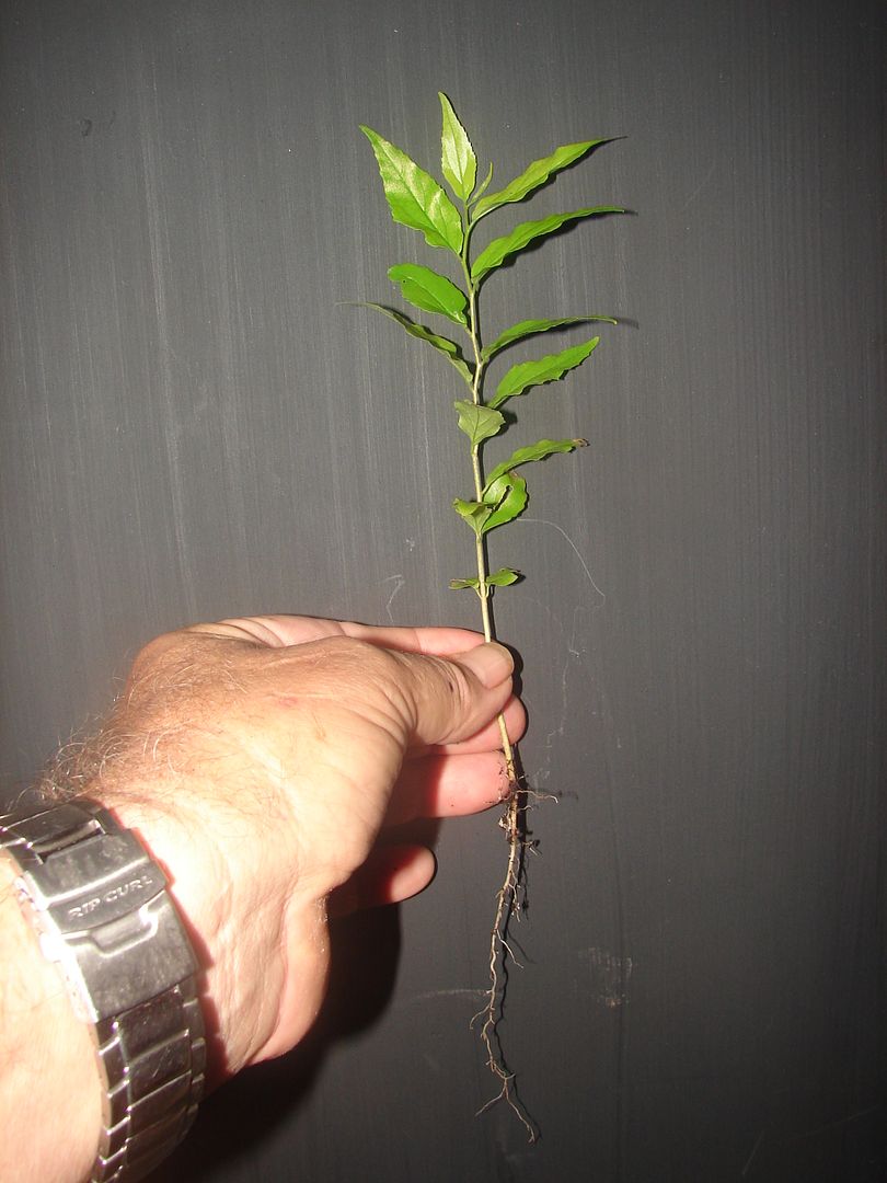 Ketembilla
    Ceylon Gooseberry
Dovyalis hebecarpa