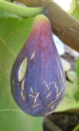 LSU Purple Figs