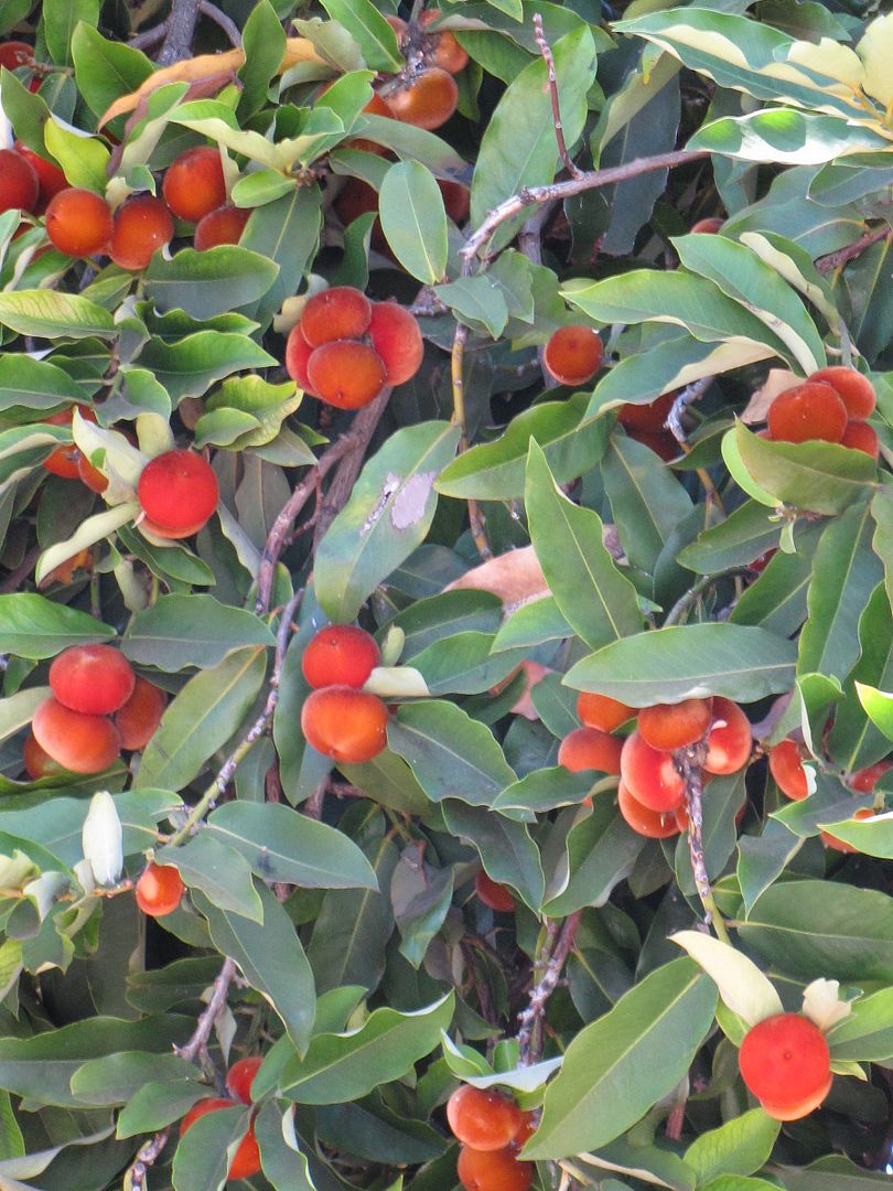 Diospyros blancoi